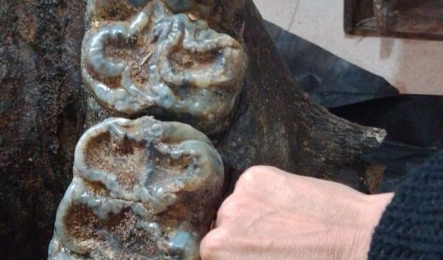 Encontraron restos fósiles de mastodonte en Andino