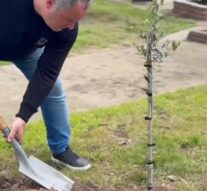 Villada plantó un Olivo por la Paz en la Plaza Sarmiento