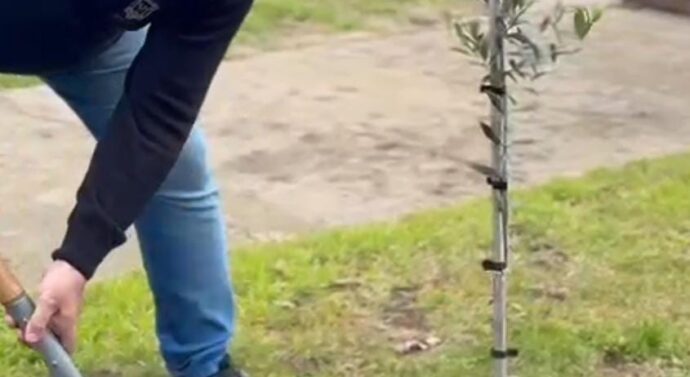 Villada plantó un Olivo por la Paz en la Plaza Sarmiento