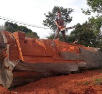 Tomás Franzoi talla una “locomotora” en un eucaliptus de más de 100 años