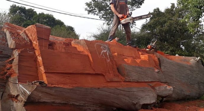 Tomás Franzoi talla una “locomotora” en un eucaliptus de más de 100 años